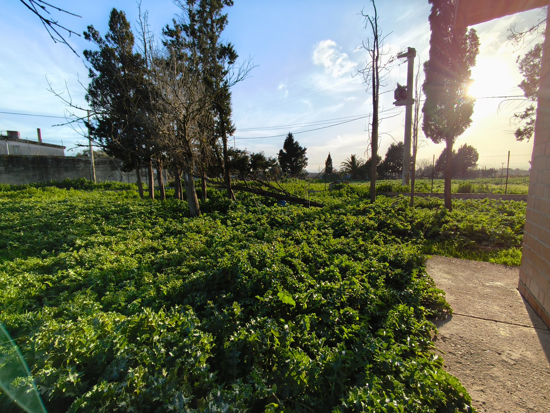 Terreno a san sperate in Vendita 20