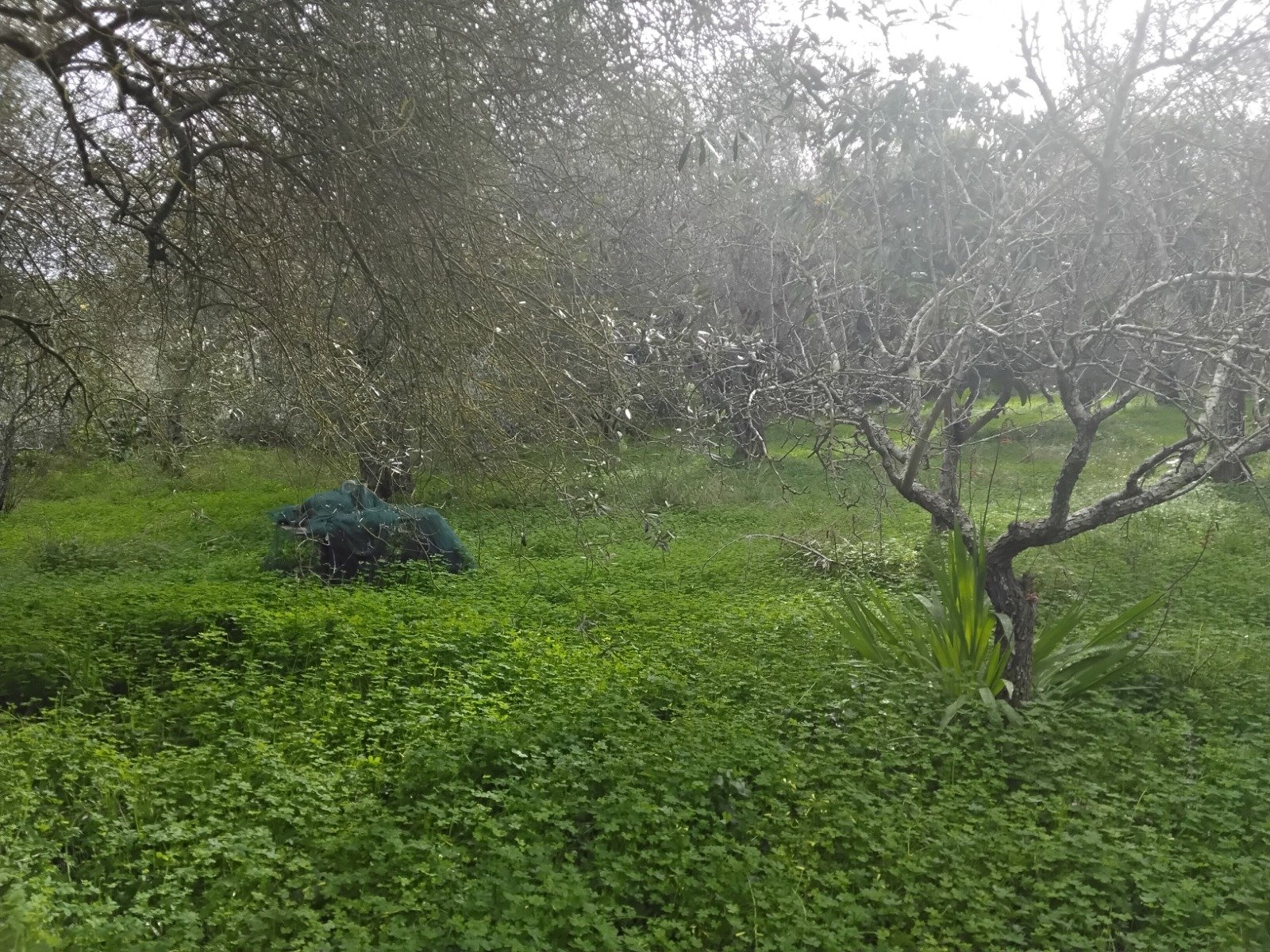 Villa a Sassari in Vendita