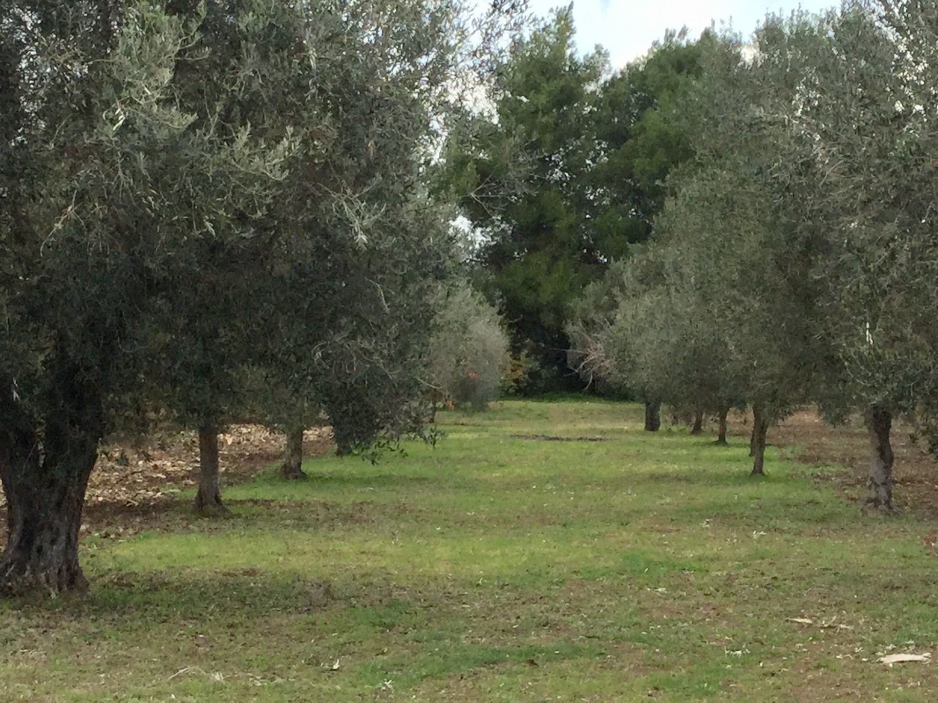 Villa a Alghero in Vendita con piscina 8