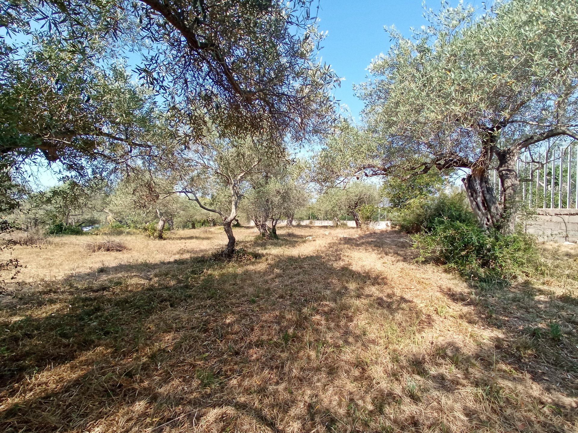 Piccolo oliveto, Monte Furru