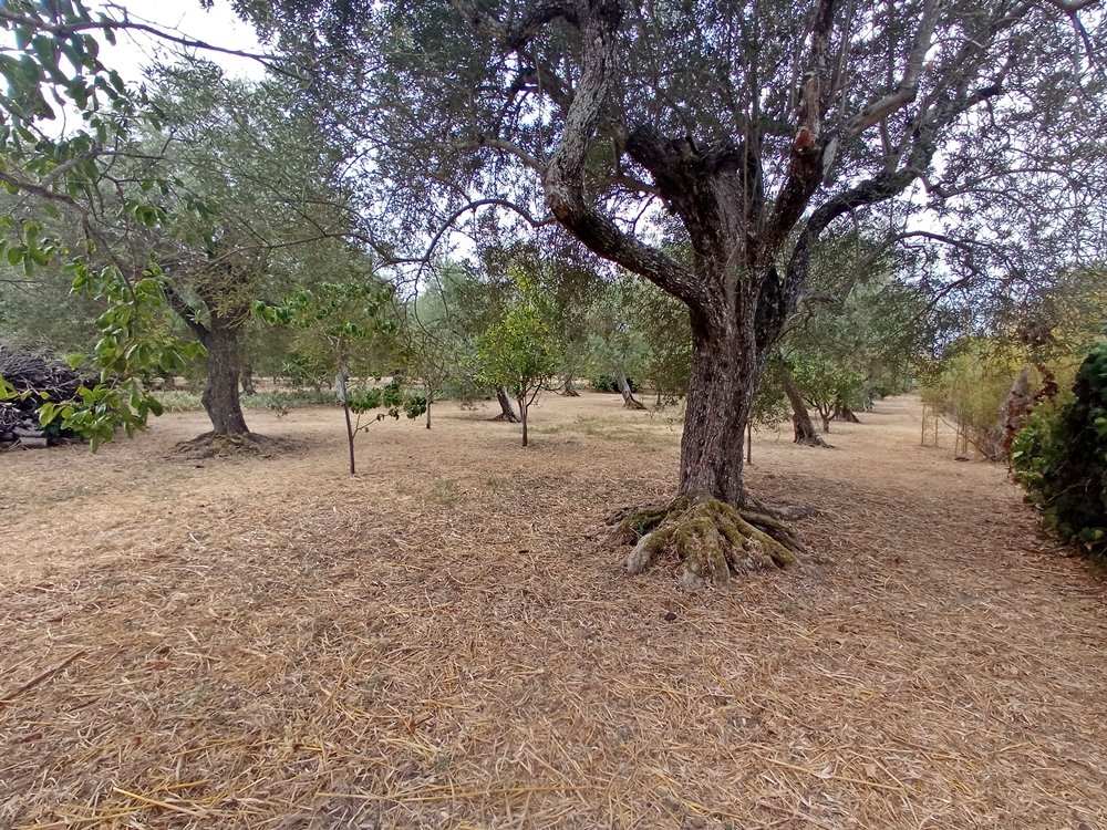 Villa a Sassari in Vendita con giardino 25