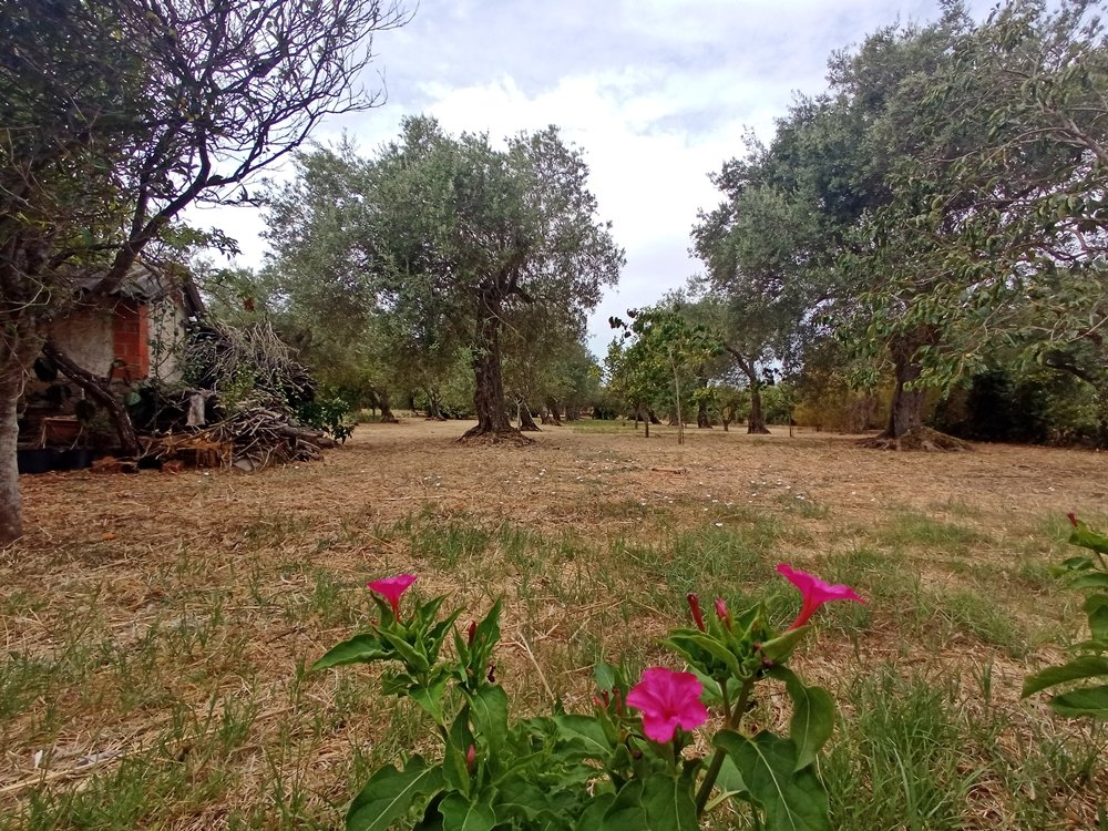 Villa a Sassari in Vendita con giardino 27