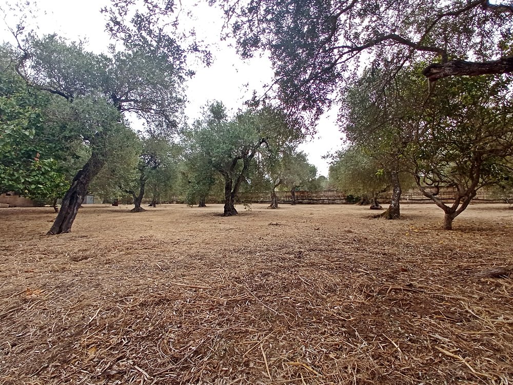 Villa a Sassari in Vendita con giardino 28