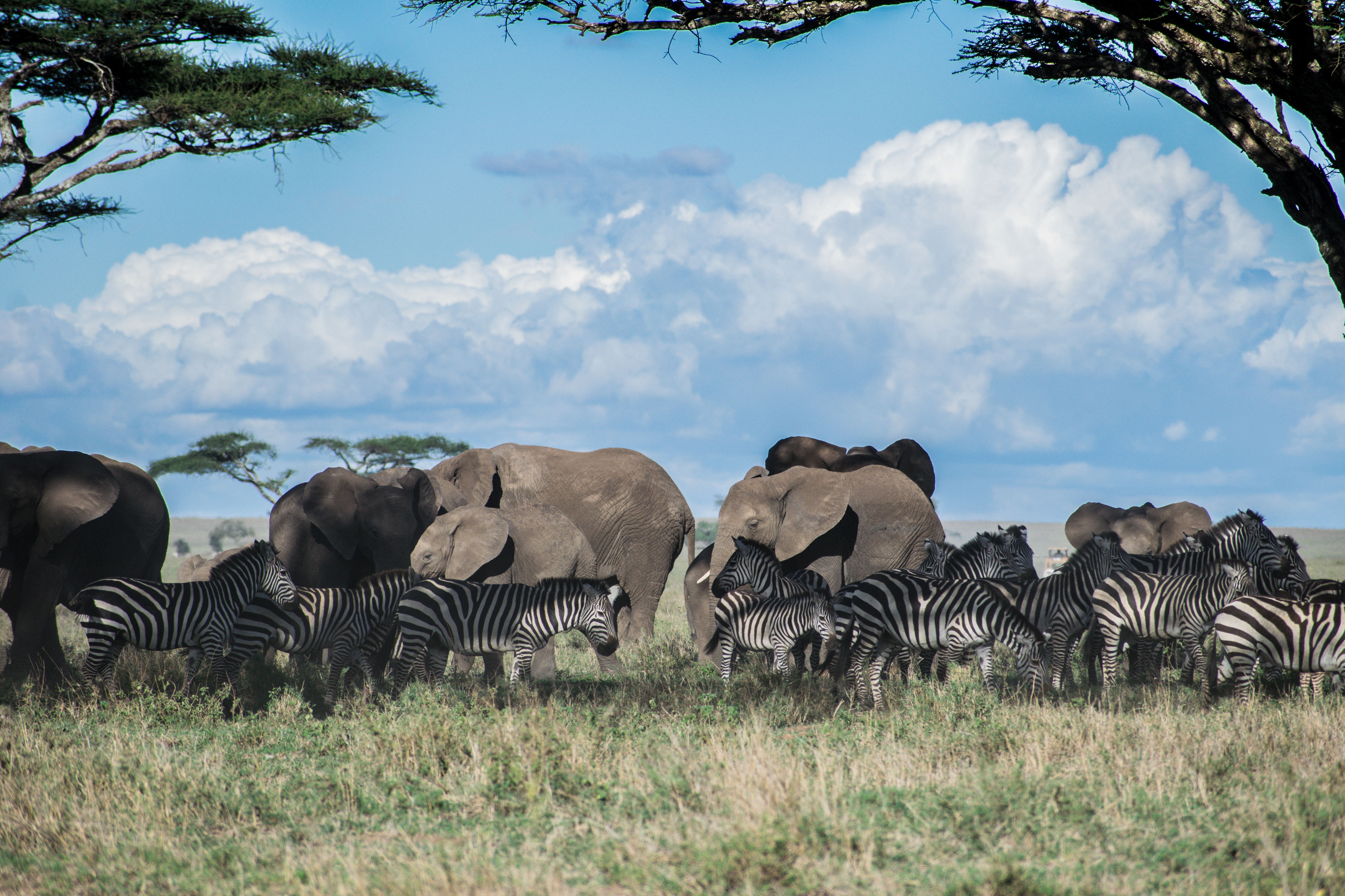 Tarangire, Serengeti & Ngorongoro Experience