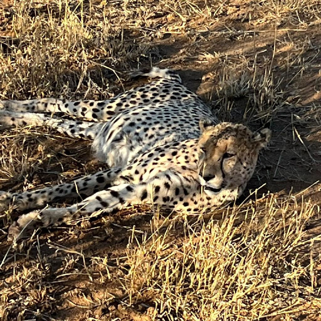 Collen