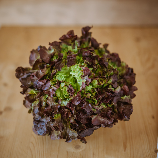 Enciam fulla de roure