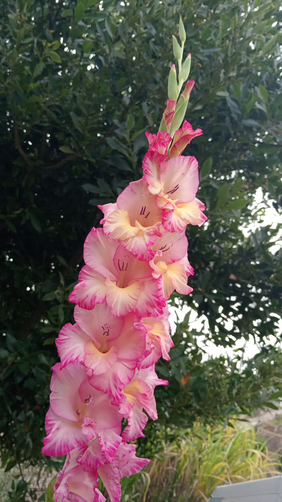 Gladiol