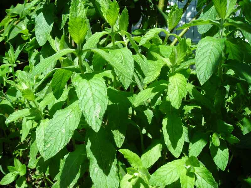 Menta (seca)