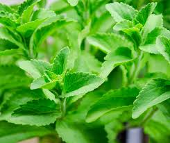 Stevia (seca)