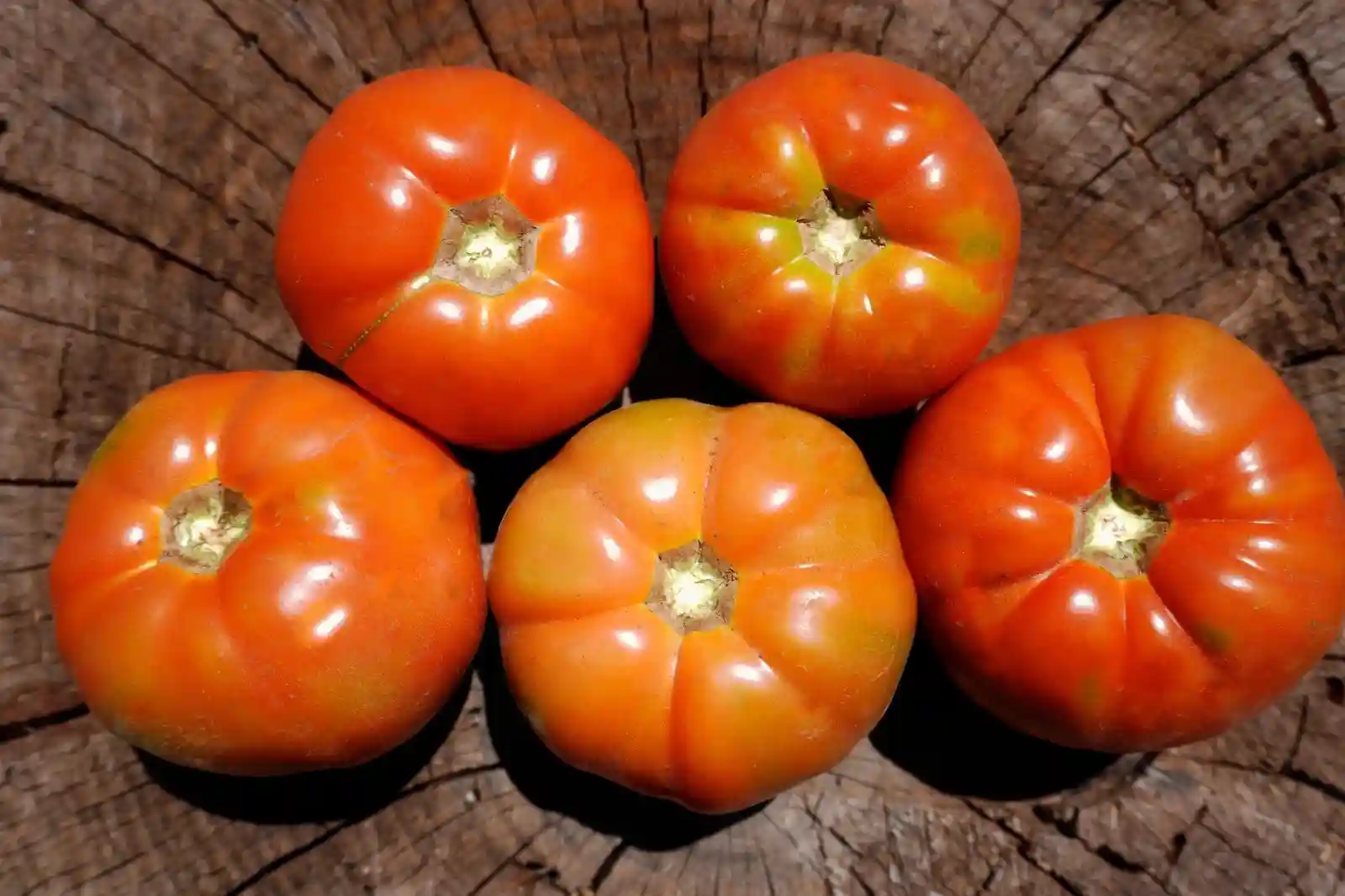 Tomaca optima