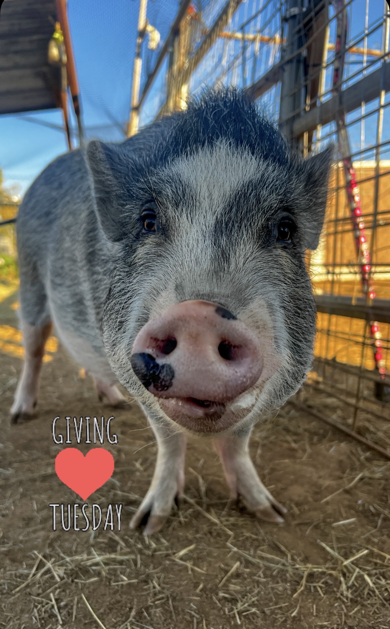 Help Change 4 Lives This Giving Tuesday