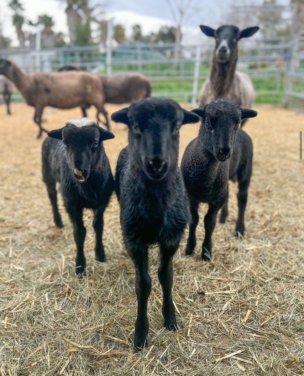 Special Adoption Day!
