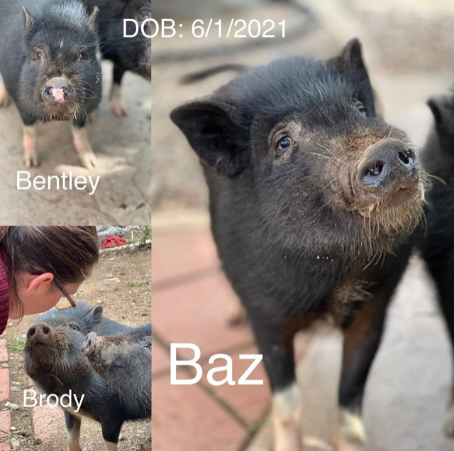 Adopt us!