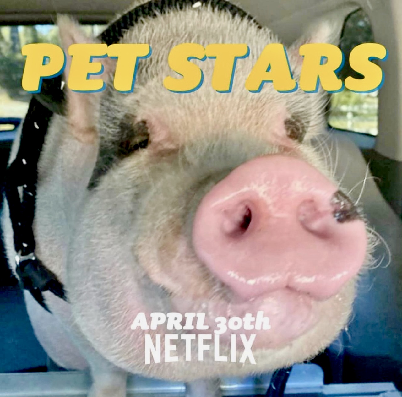 Pet Stars on Netflix!