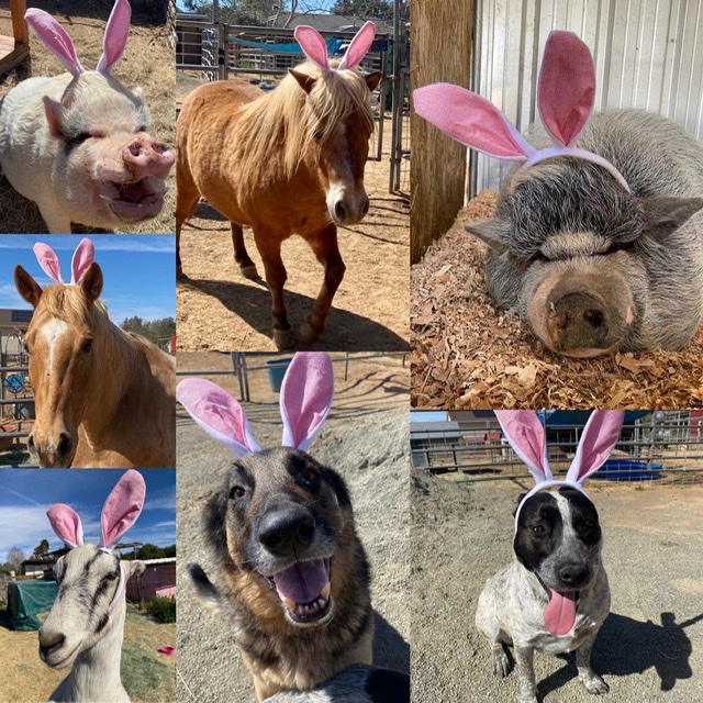 Hoppy Easter Everyone!