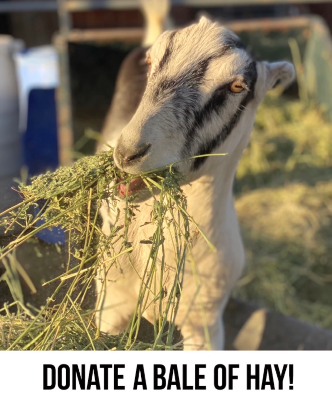 Hay Fundraiser!