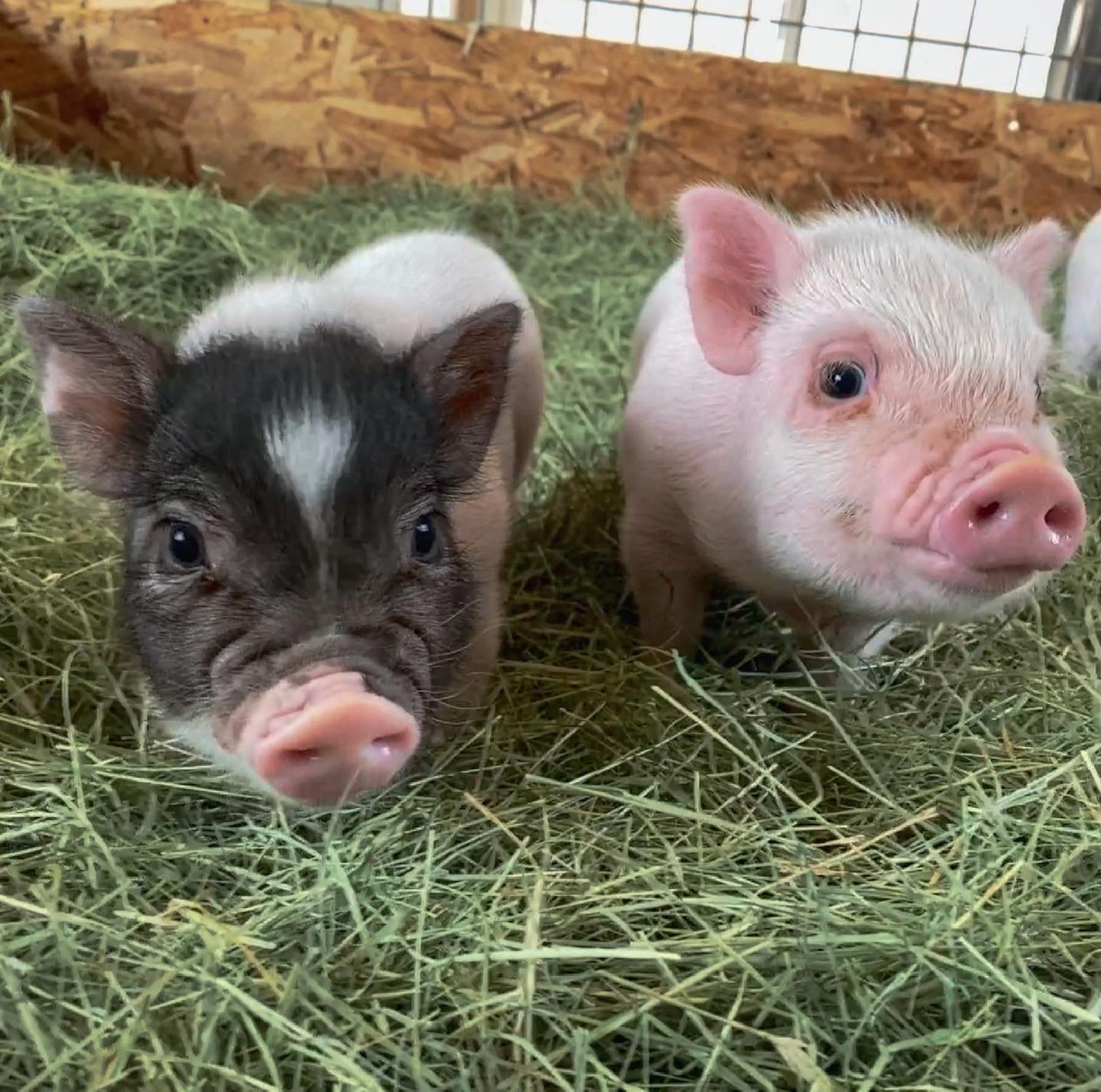 Celebrating Piglets 6 week Birthday
