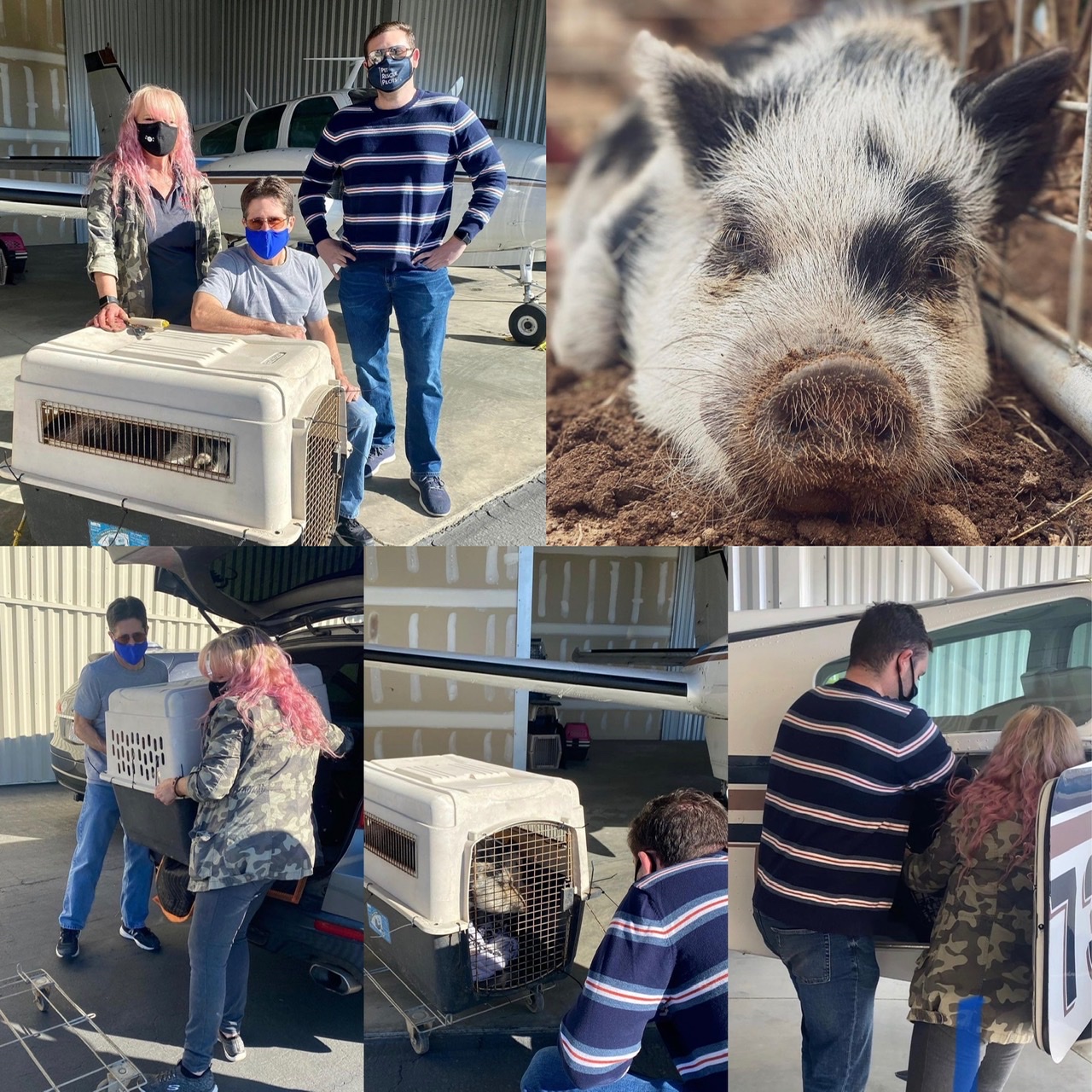 When Pigs Fly!