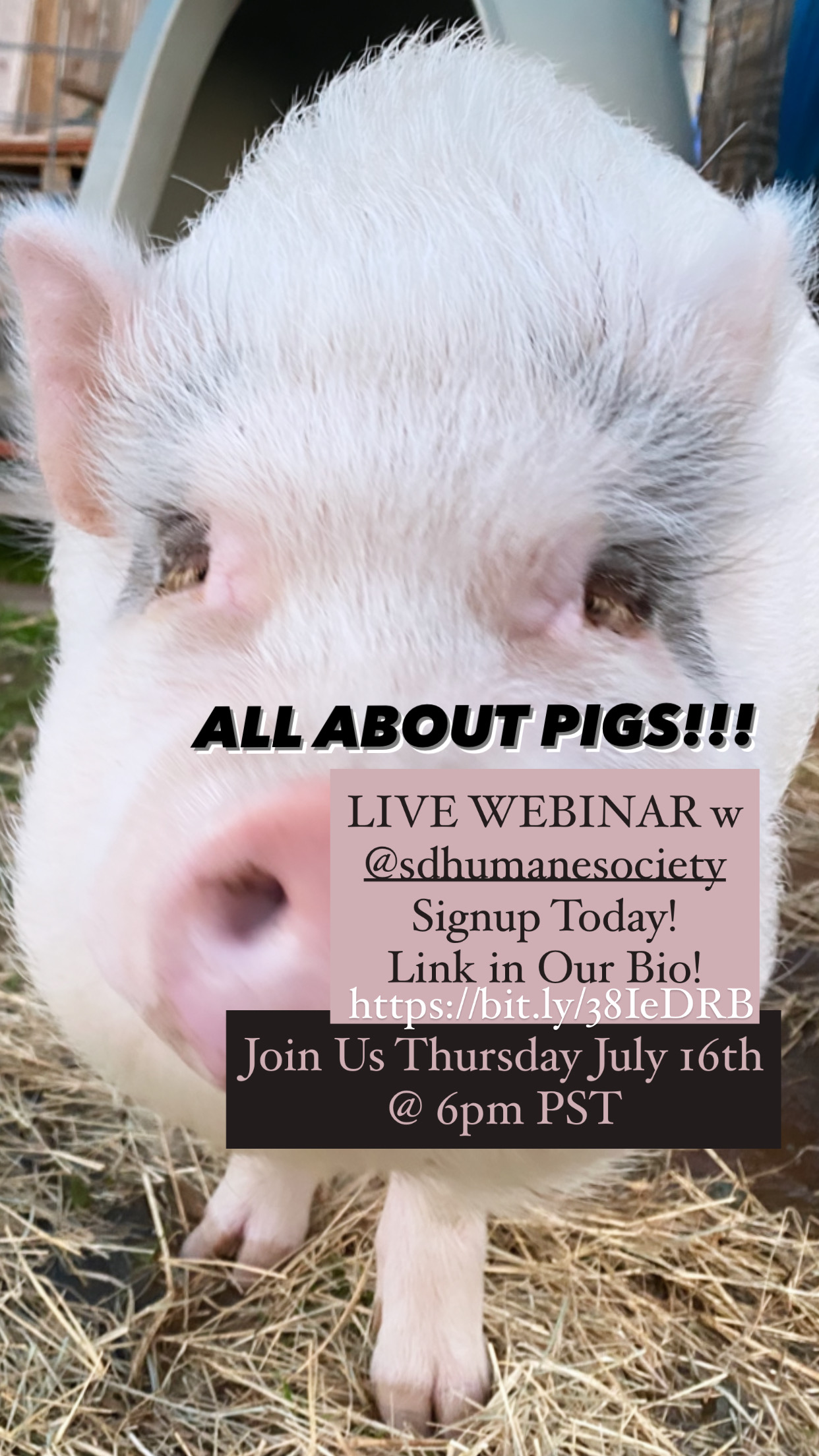 Pet Talk LIVE Webinar! ALL ABOUT PIGS!
