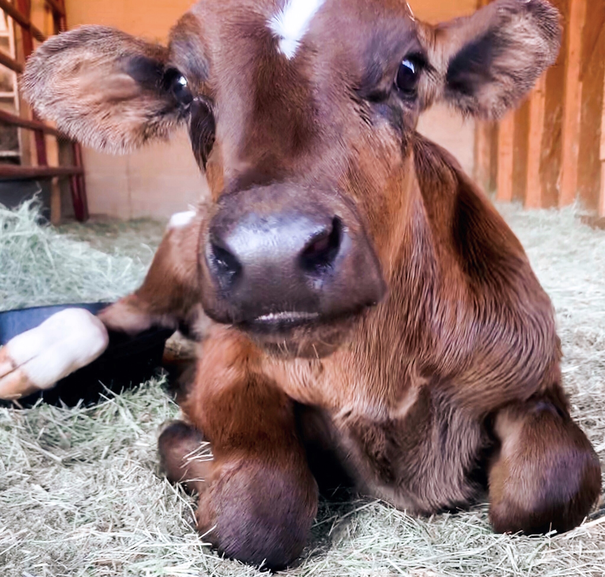 Introducing... Romeo