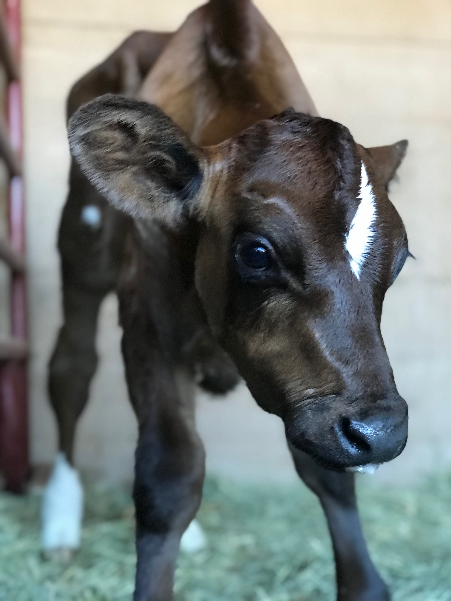Please Meet Our Newest Rescue