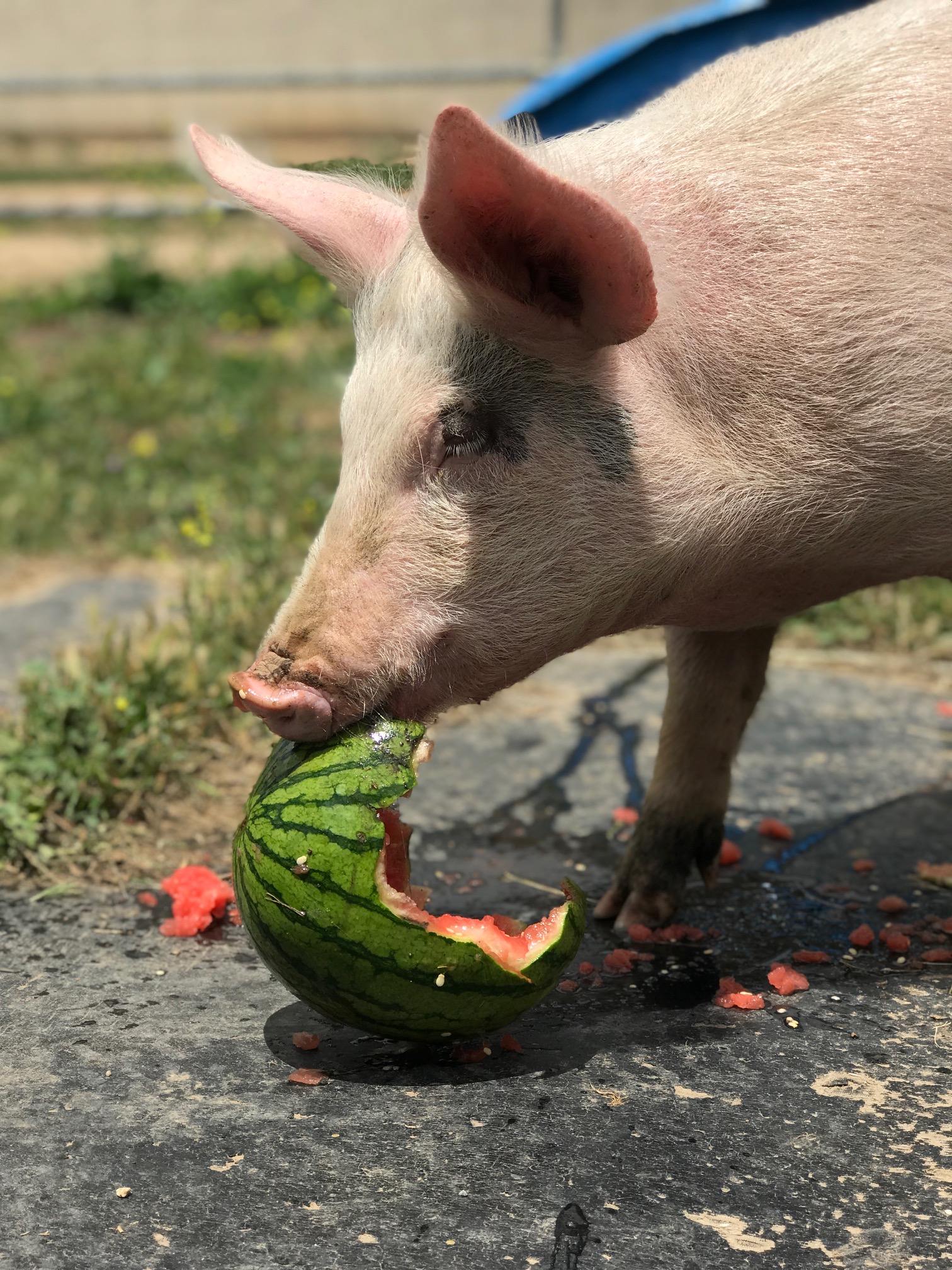 Donate Watermelon