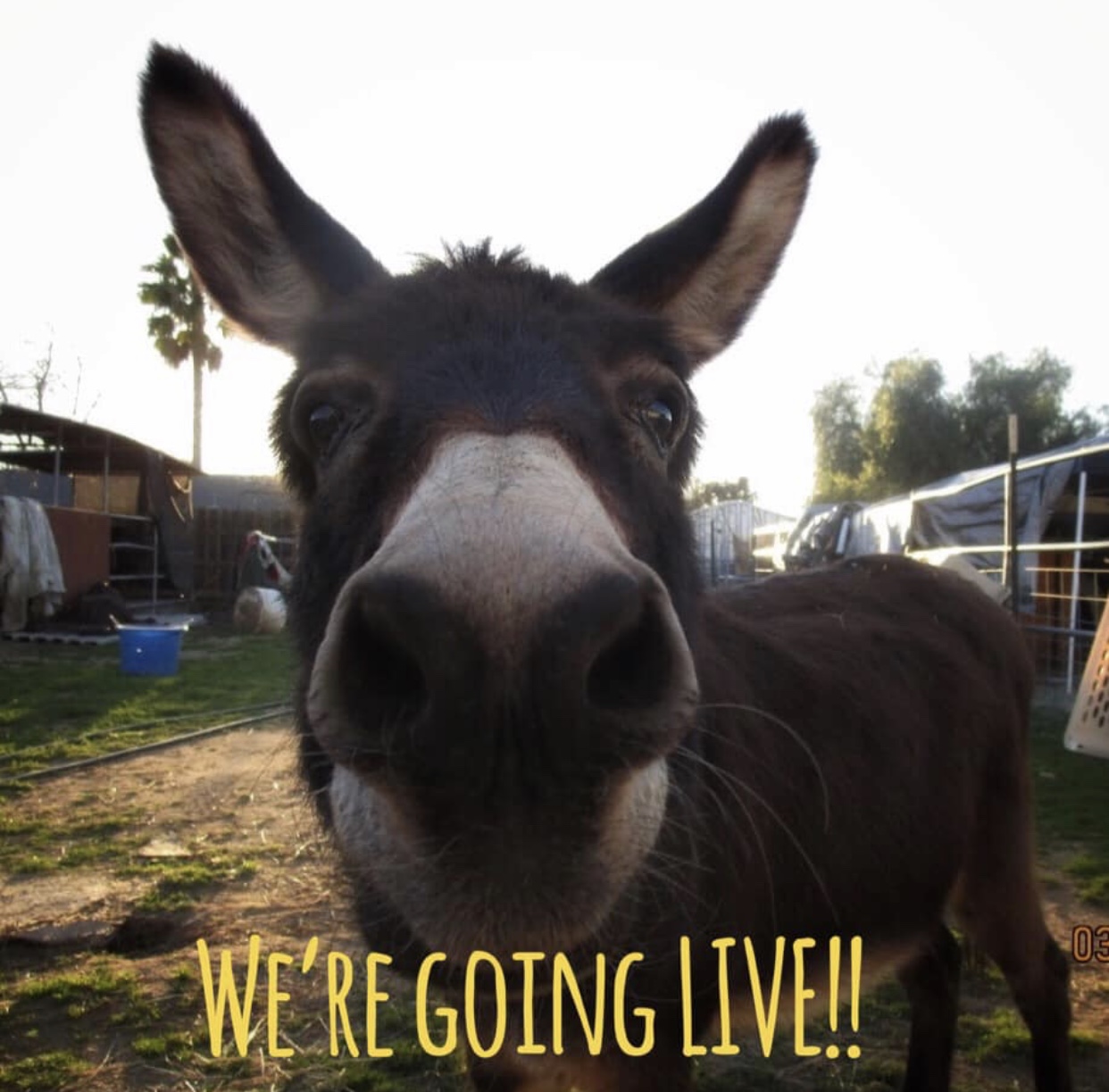 Weekly Wednesday Facebook LIVE