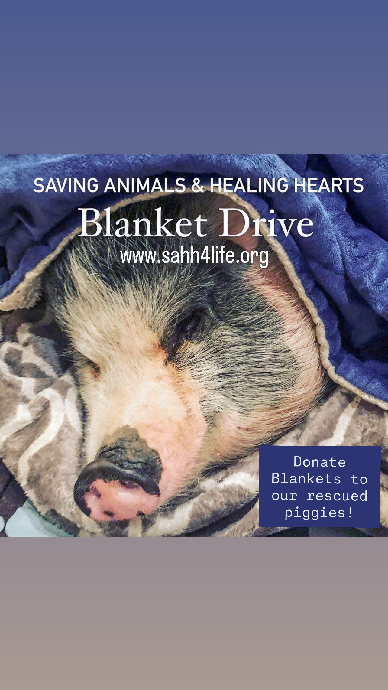 Blanket Drive For Piggies