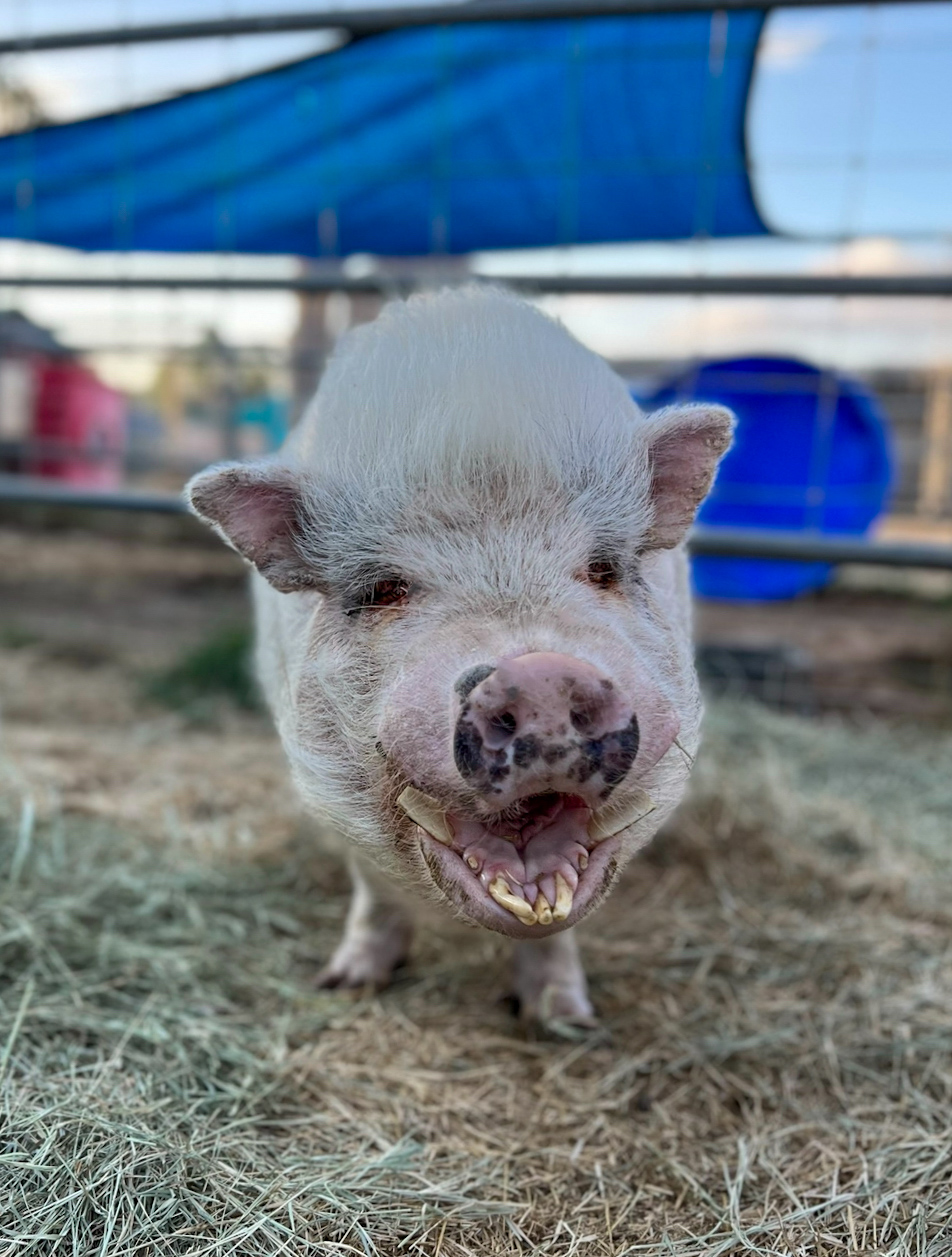 Harry Smiles
