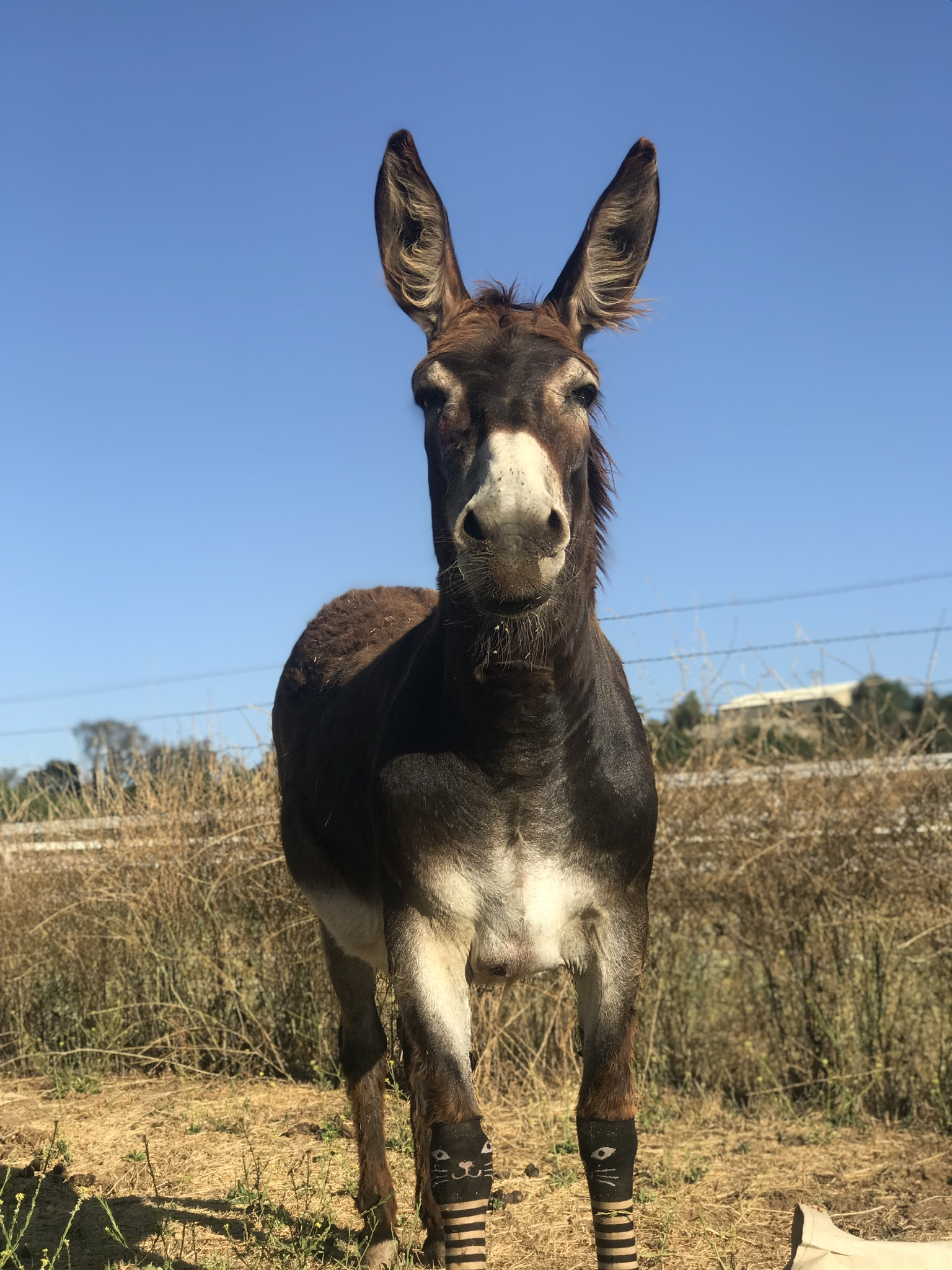 Pedro