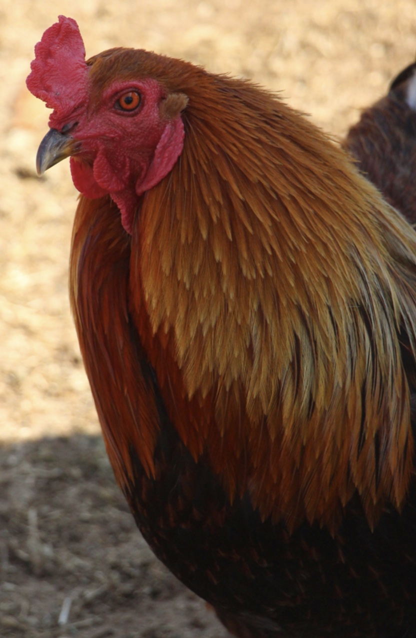 Roo