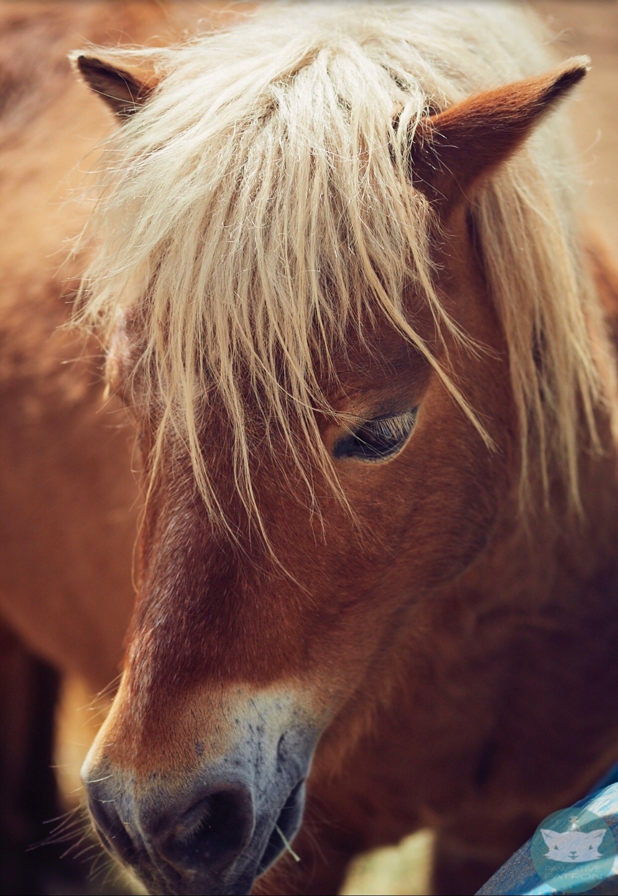 Sparky