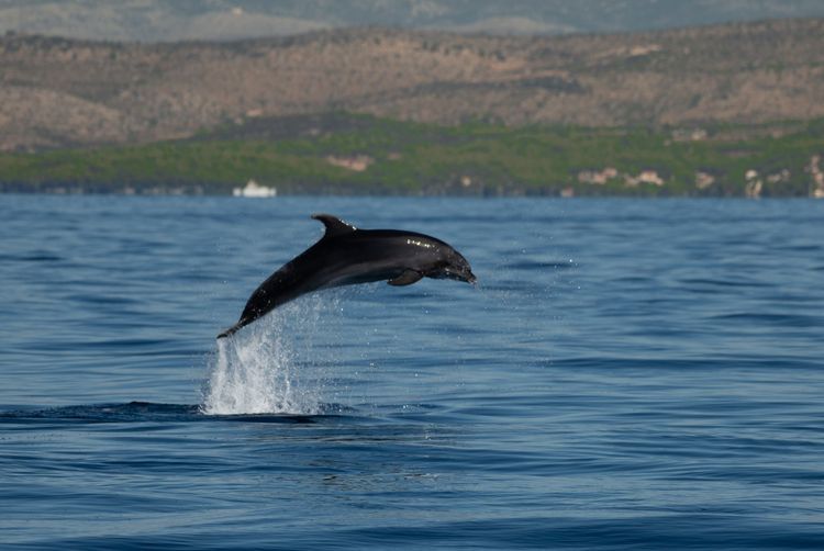 Sardinia Luxury Flotilla Cruise — Marina Cala di Sardi