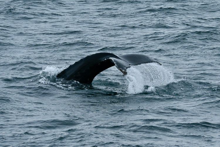 Nova Scotia & Newfoundland | New York → St Pierre & Miquelon via Newport & Halifax - Photo 6