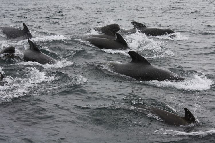Whales to Whisky | Faroe Islands → Oban via the Hebrides - Photo 3