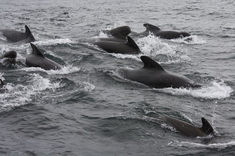 Sailing Expedition from Victoria to Sausalito — Victoria, British Columbia, Canada