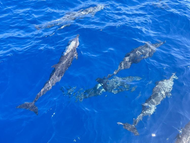 ARC Atlantic Crossing | Gran Canaria → St Lucia - Photo 5