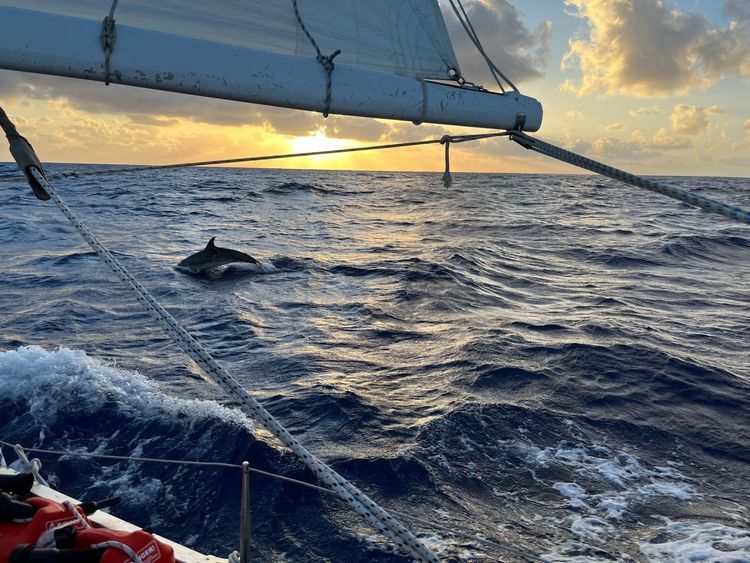 Windward – Leeward Cruise — Nelson's Dockyard, Antigua