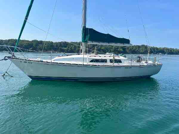 Bay Laurel