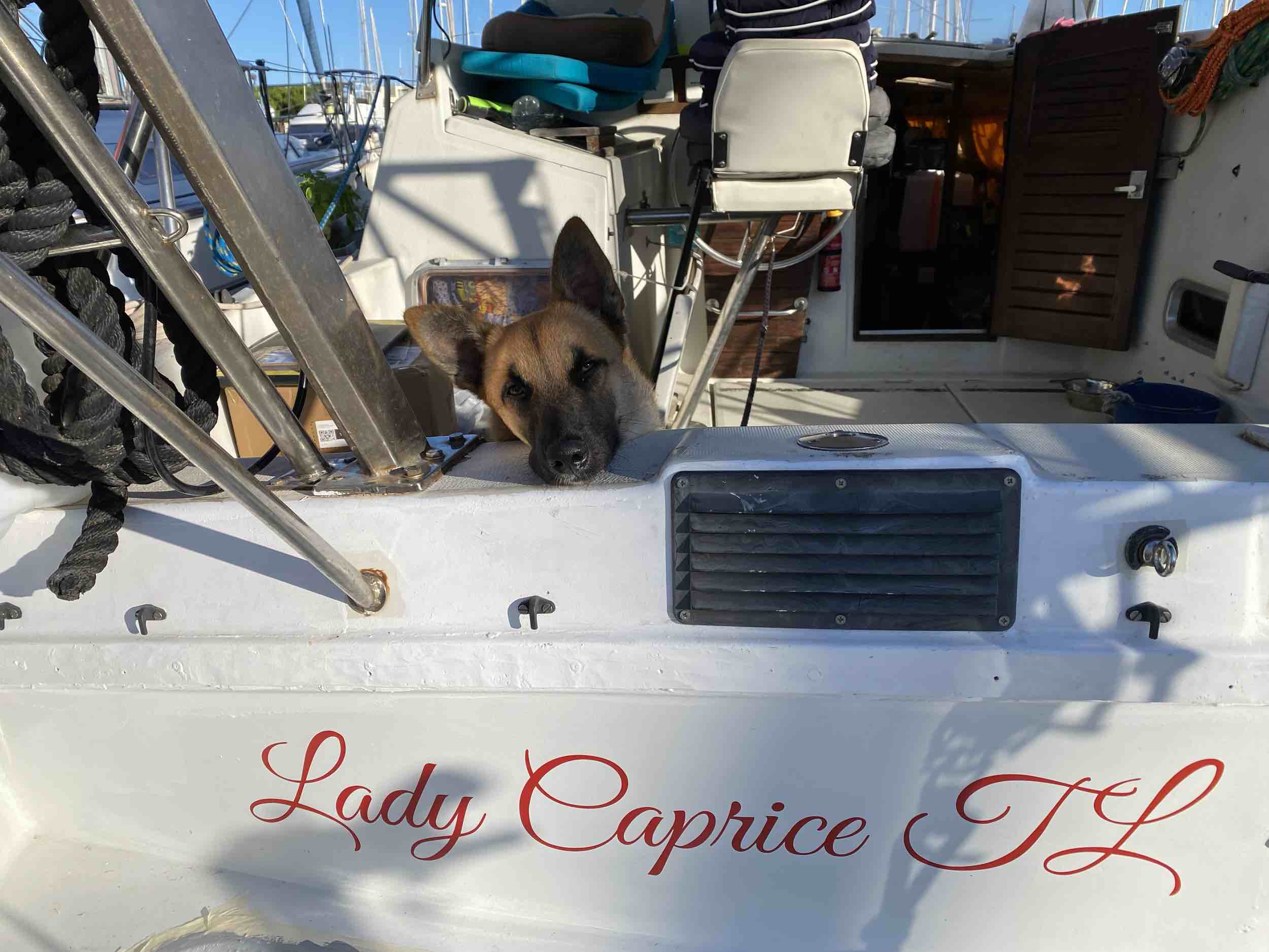 Lady caprice 