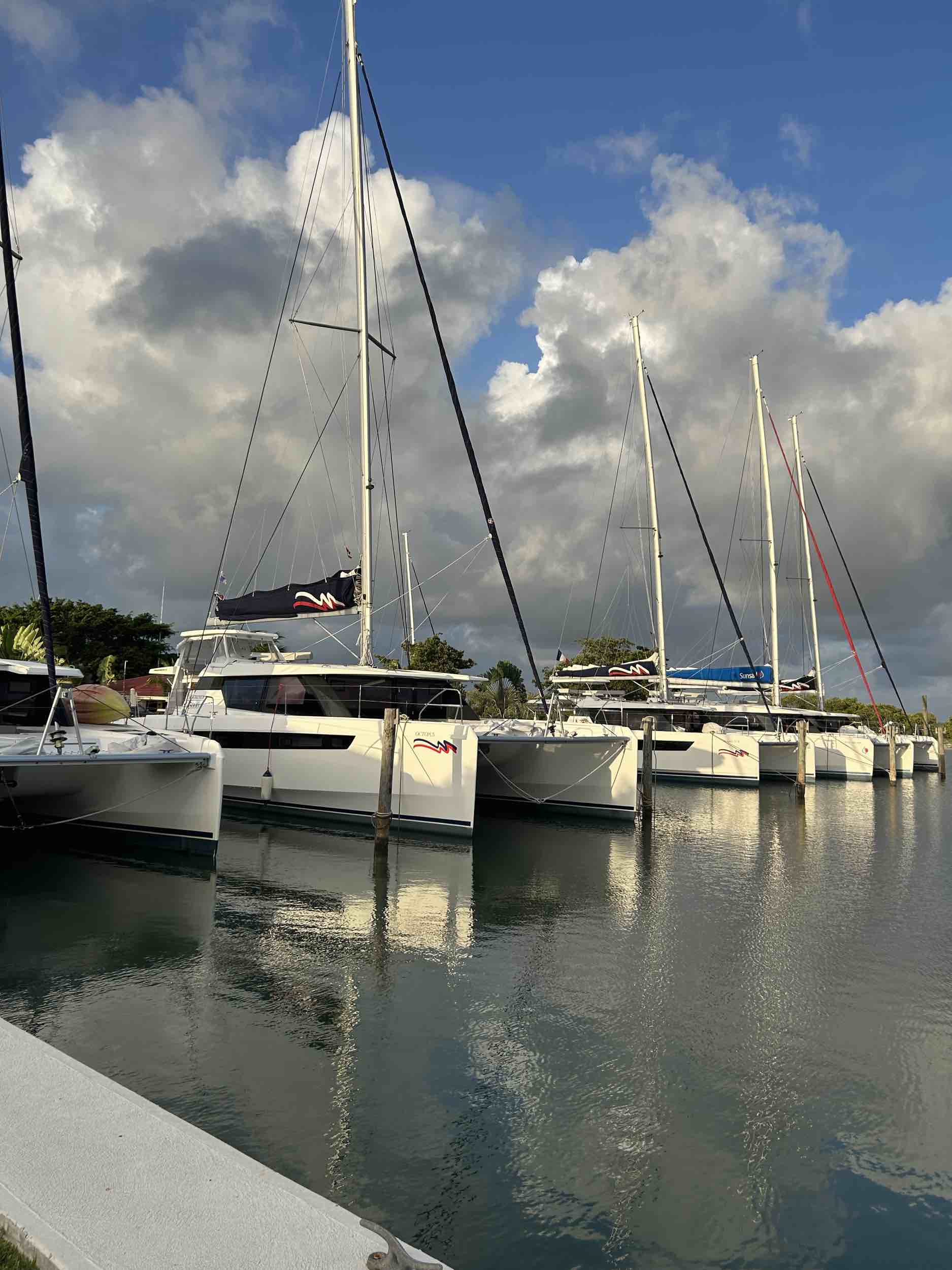 Octopus 