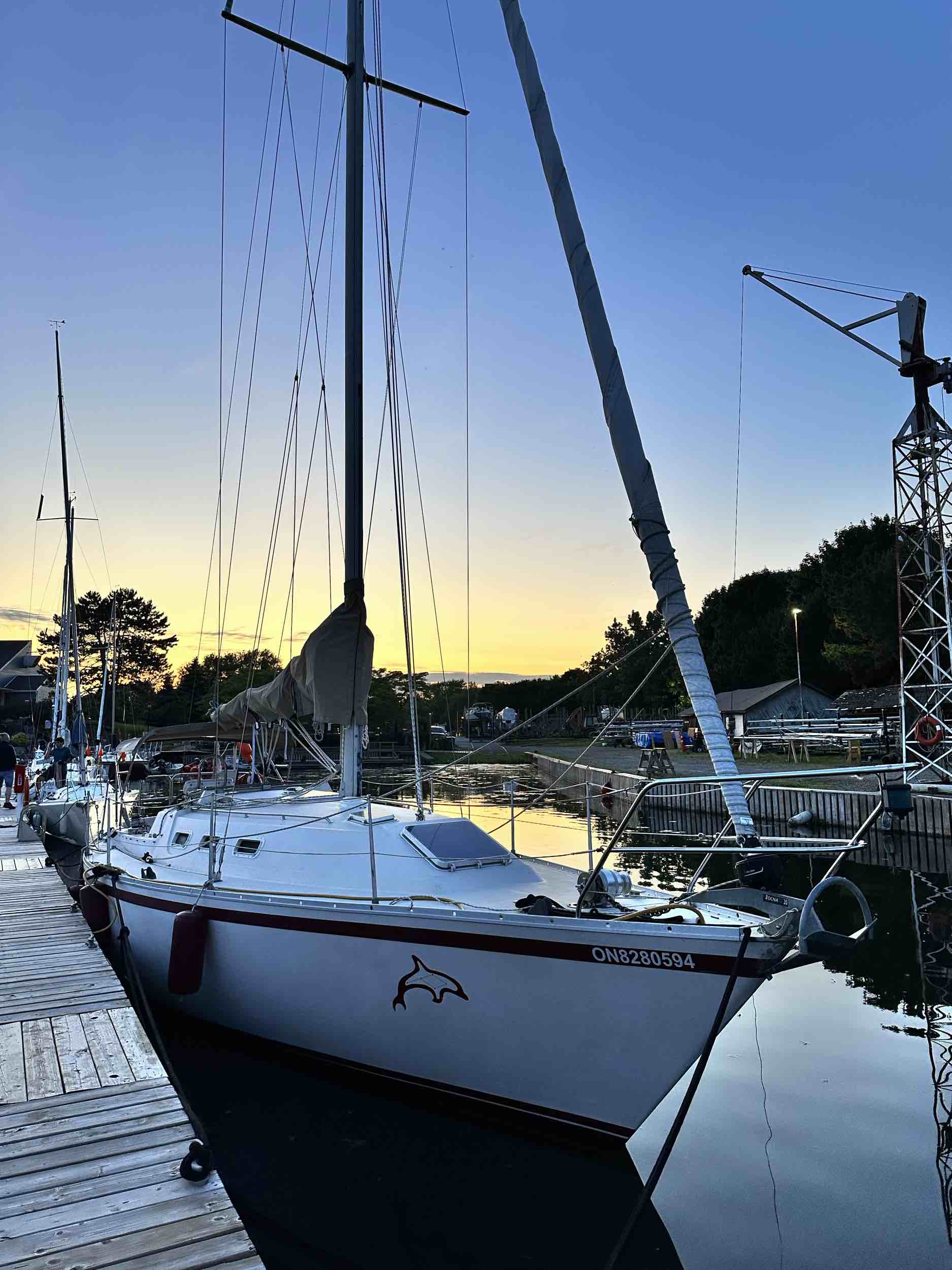 Delphinus