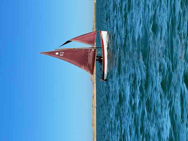 Sea Lavender 