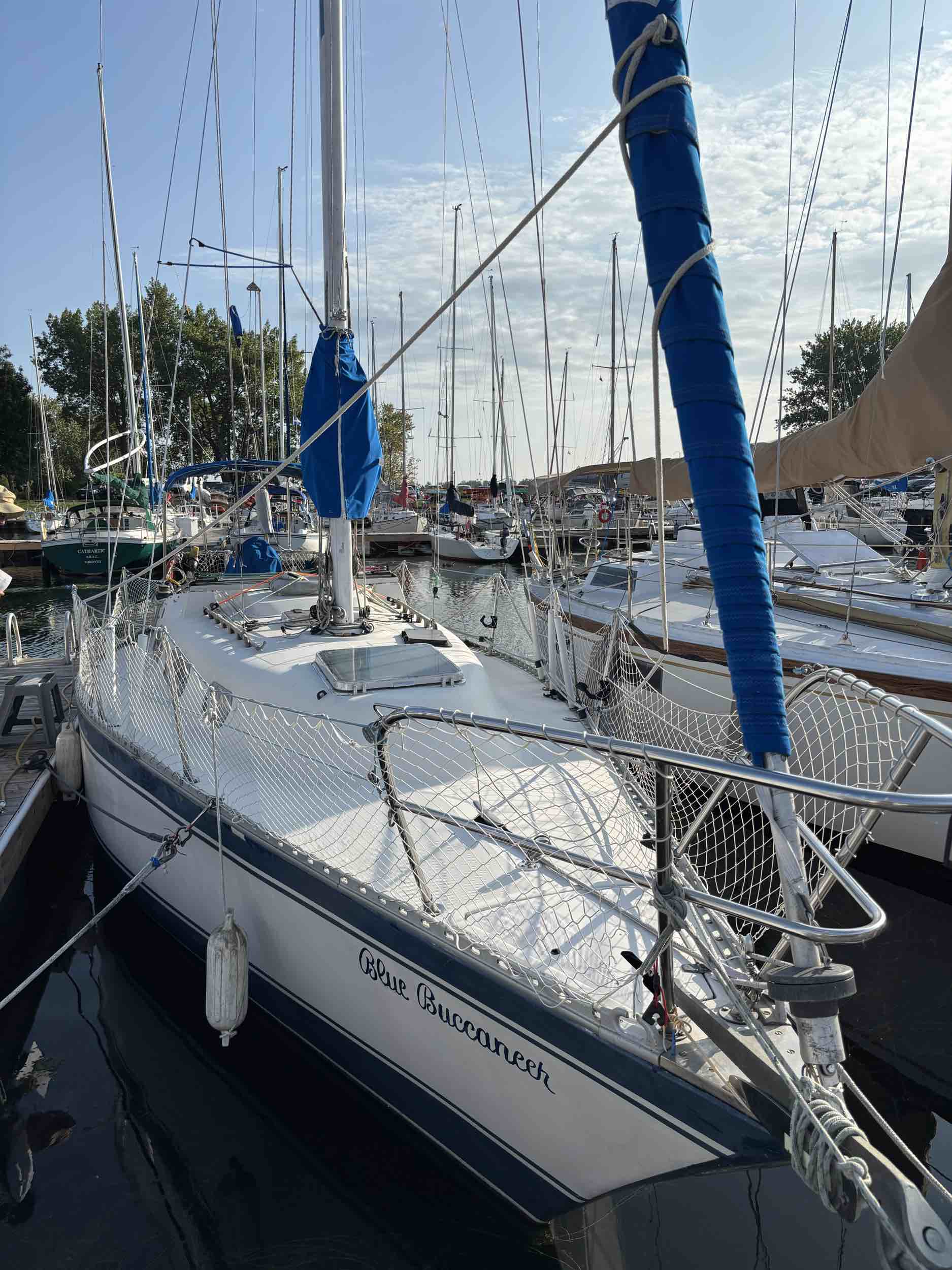 Blue Buccaneer