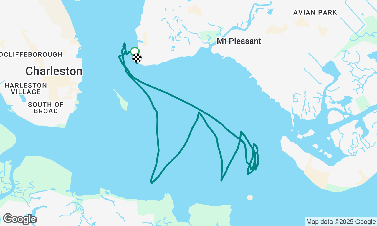 Charleston Harbor - dolphins & manatees!