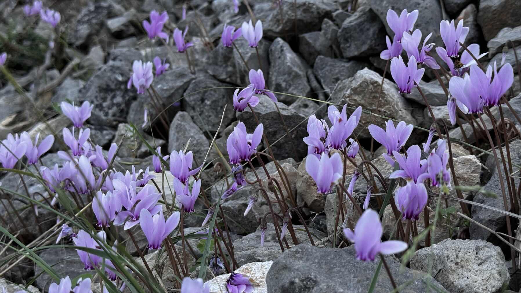 Primošten (Marina Kremik) -Skradin_14ADA416-5365-486B-8EEE-4666FDE8A5CD