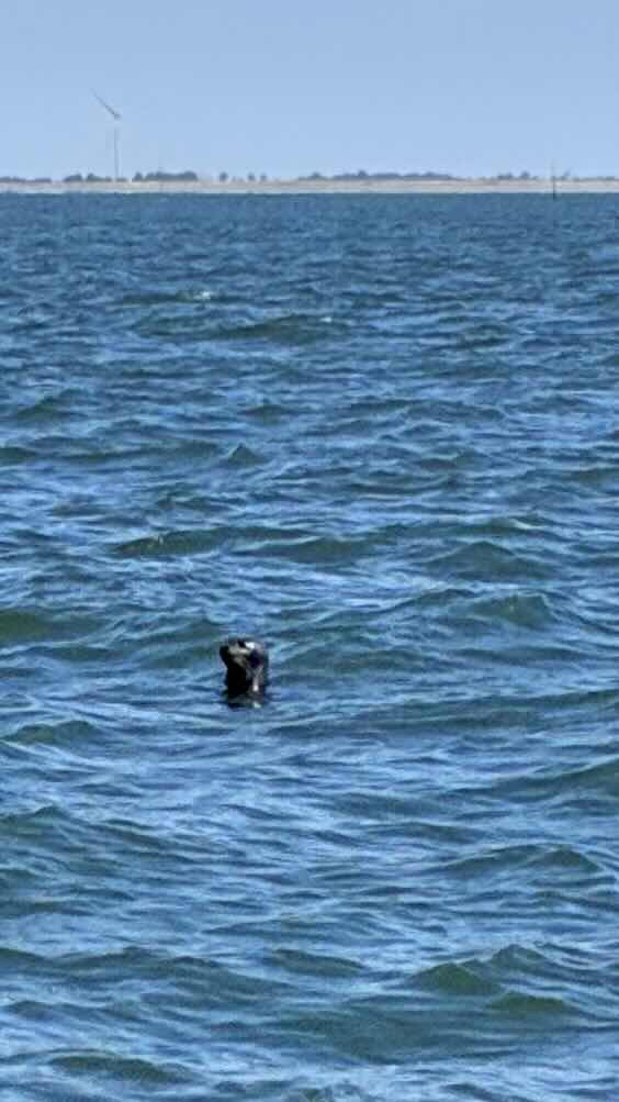 Hello funny seal_8849381B-B589-4D8C-AB1A-7D8A1BE6A009