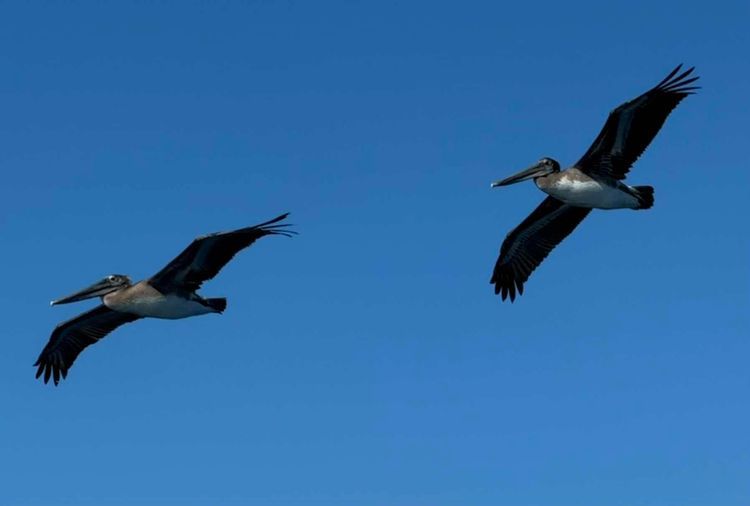 Voyage photo from San Diego to Cabo San Lucas