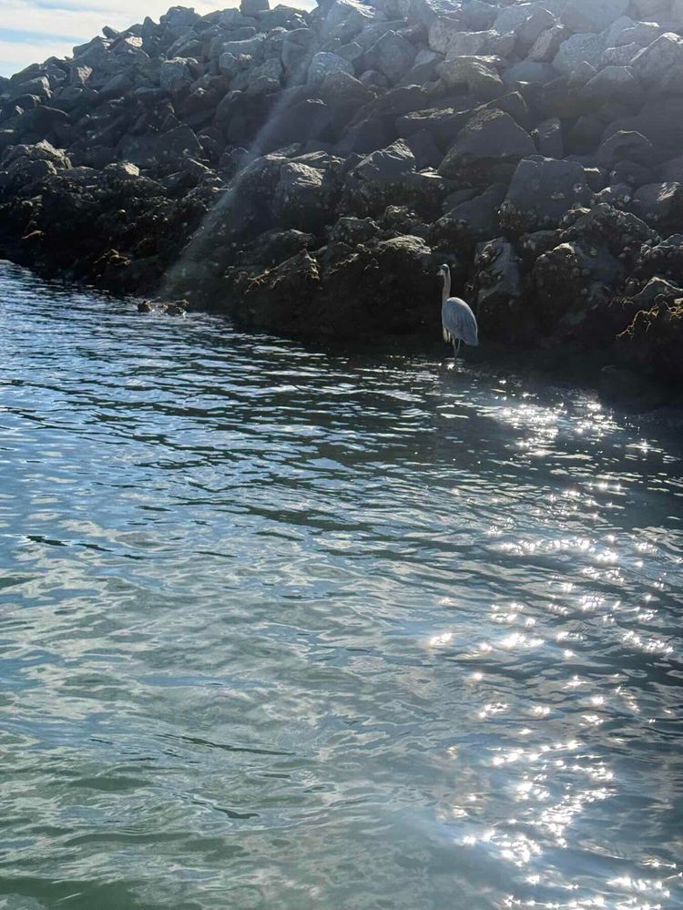 Voyage photo from Afternoon sail on San Diego Bay. 