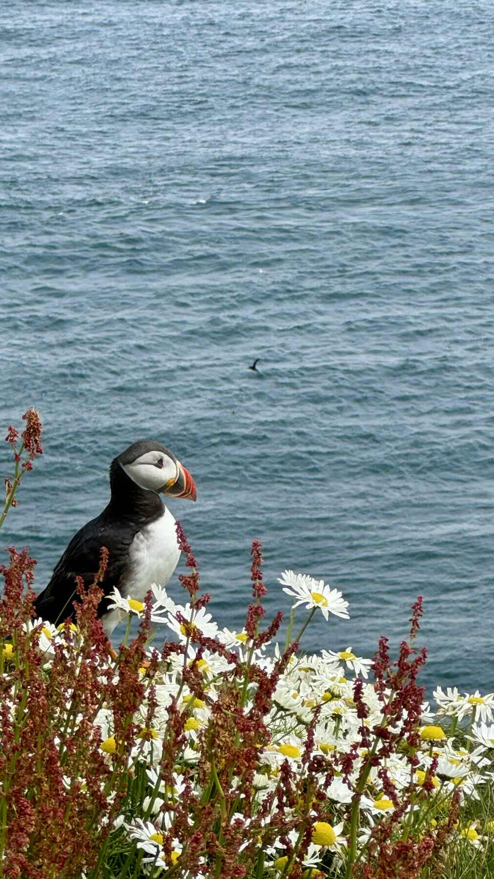 Shetland to Norway _C16451C4-C927-46C8-A5B0-6D6D59813D99